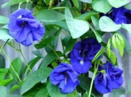 Clitoria_ternatea-