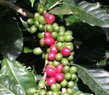 Coffea arabica-
