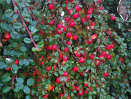 Cotoneaster proc Streibs Findling 12