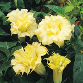 datura metel golden queen-2lei