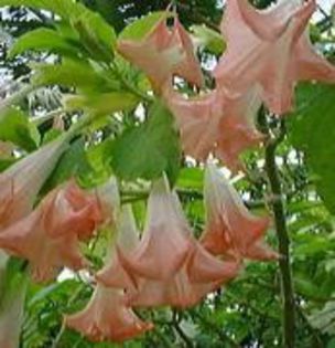 datura pinkbrug rose