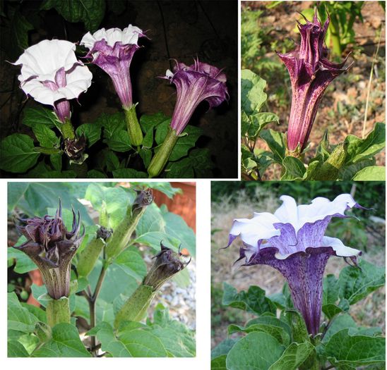 Datura_0020_Cornucopaea