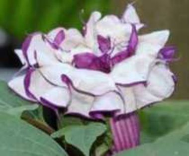 Datura_metel_purple queen-2 lei