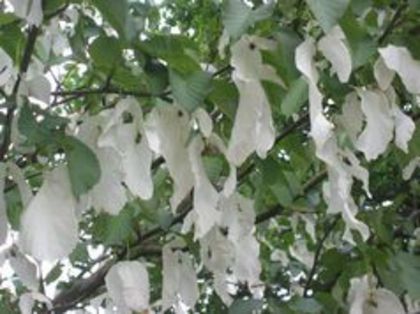 Davidia_involucrata 30-60cm-70 lei