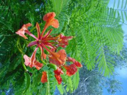 DELONIX regia