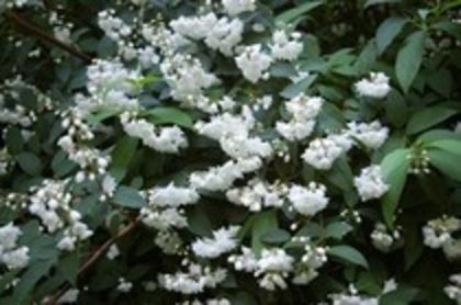 deutzia pride of rochester 15