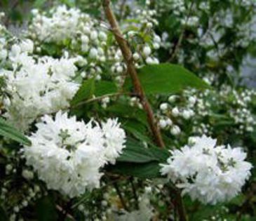 deutzia scabra candidissima 15