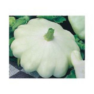 dovlecel patisson-2,00g