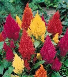 flori-de-gradina-anuale-celosia-plumosa--creasta-cocosului--flori-la-ghiveci-de-9-cm-2534035_big