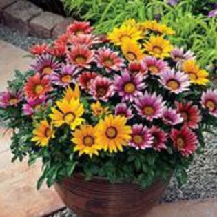 gazania mix-0,10g