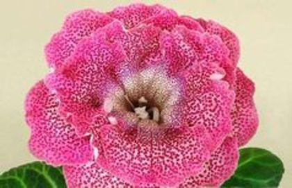 gloxinia Fancy Ball