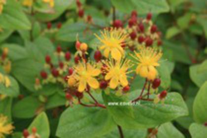 hypericum rheingold 12