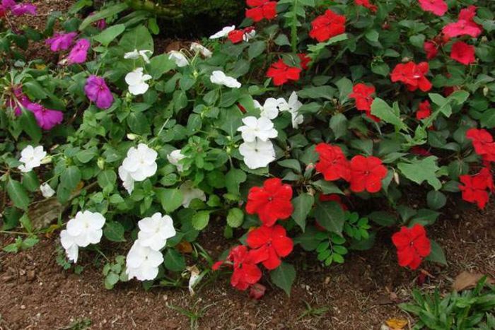 Impatiens (Sălcioară)