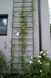 Ipomea alba Moon Flower