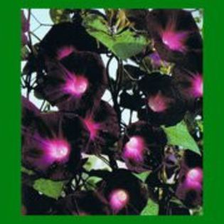 Ipomoea purpurea Kniola s Black