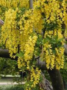 Laburnum anagyroides