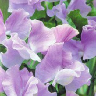 Lathyrus odoratus Charlie s Angels