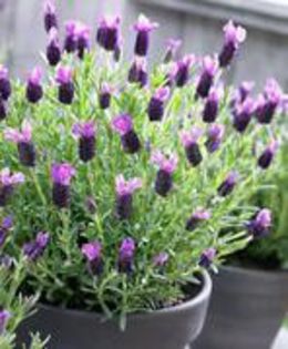 lavandula stoechas papillon-