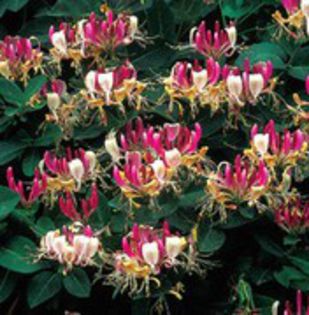 Lonicera periclymenum serotina 25