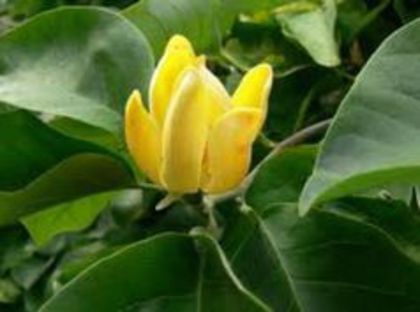 magnolia acuminata-