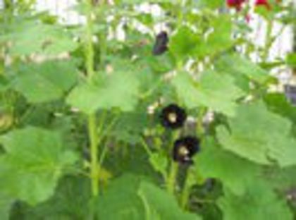 Nalba neagra cu flori