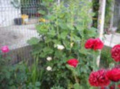 Nalba neagra neinflorita