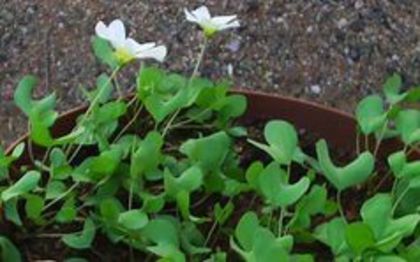 Oxalis_dregei