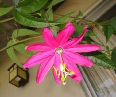 Passiflora mollissima