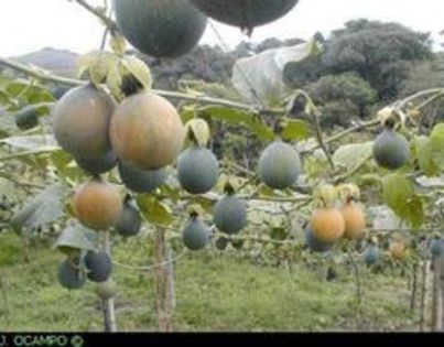 Passiflora_ligularis_fruct