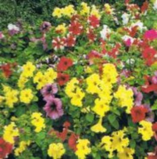 Petunia Cascade-