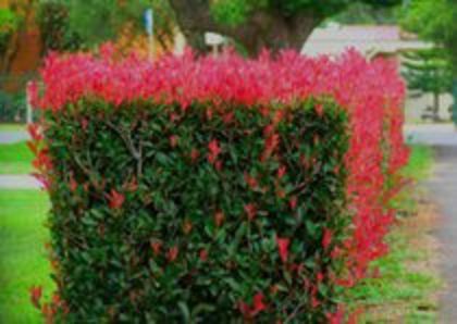 photinia red rubin