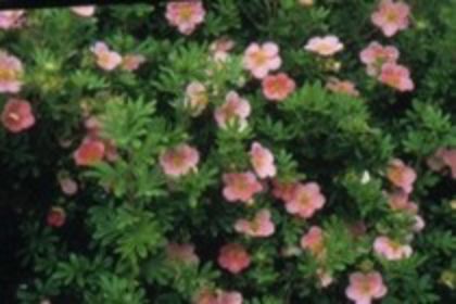 Potentilla fruticosa lovely pink 15