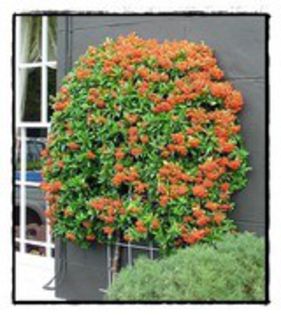 pyracantha_pitica-