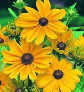 Rudbeckia_IndianSummer-