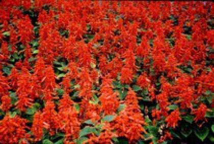 salvia-0,50g - FLORI SI PLANTE DORITE