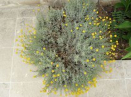 santolina cham.- - FLORI SI PLANTE DORITE