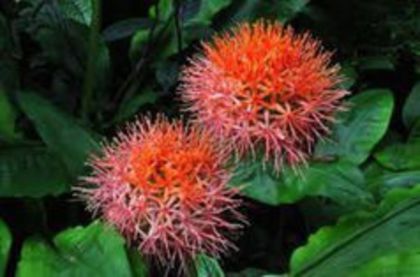scadoxus multiflorus - FLORI SI PLANTE DORITE