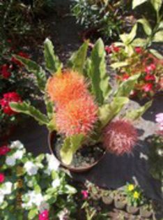 scadoxus - FLORI SI PLANTE DORITE