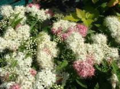 Spiraea jap Genpei (Shirobana)15