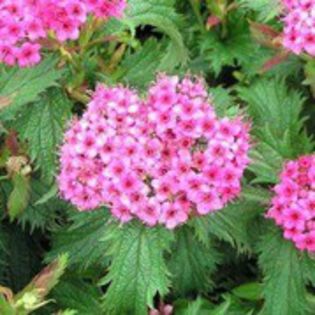 spiree-japonica-crispa-