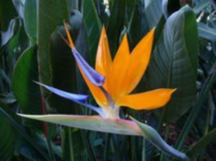 Strelitzia_reginae_1s
