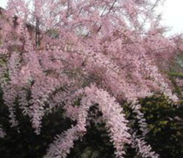 Tamarix tetrandra 12