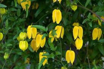 tangutica lombton park