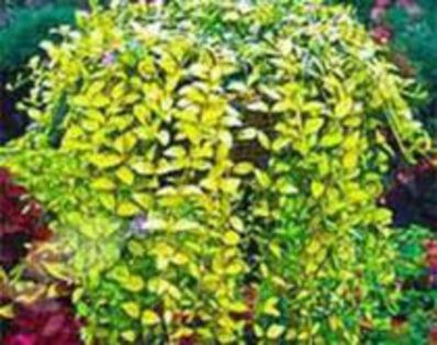 Vinca-Illumination-..