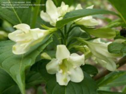 Weigela florida Alba 15