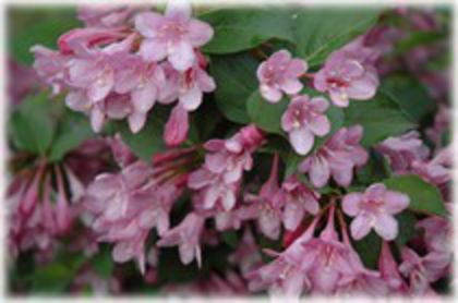 Weigela florida Pink Princess15