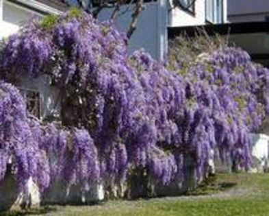 WisteriaSinensis-