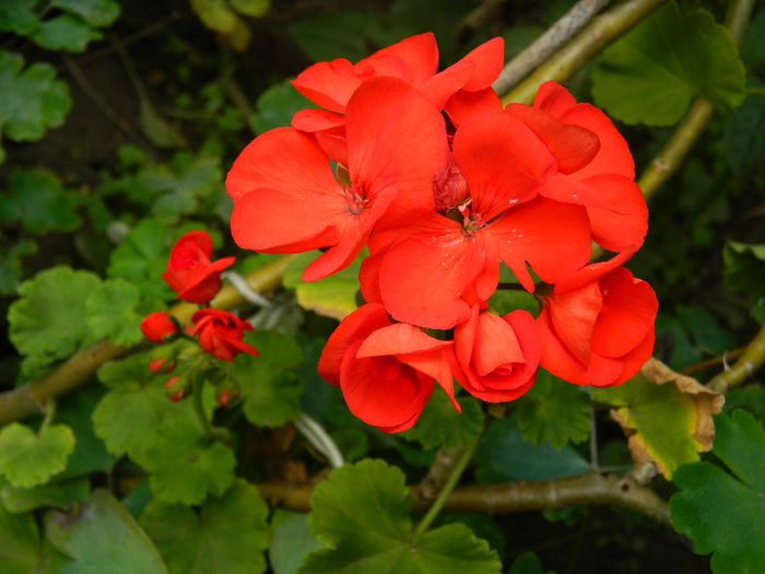 DSCN2303
