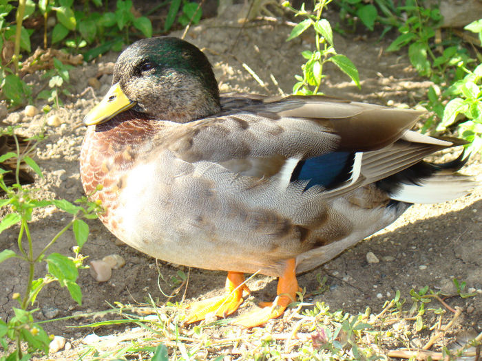 DSC09896 - Rate pitice