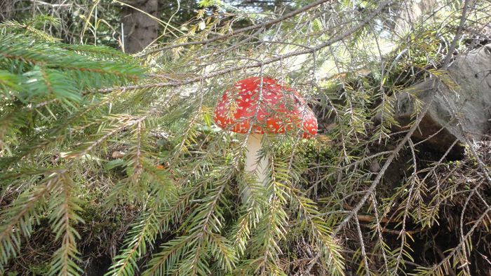 Amanita muscaria